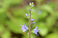 Veronica officinalis